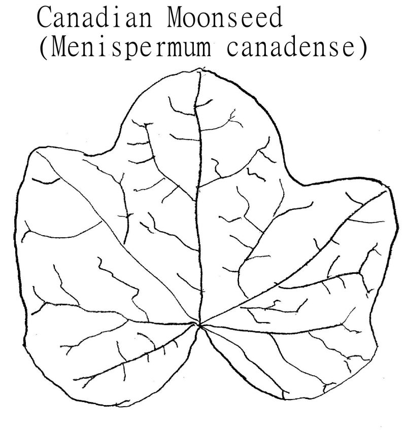 Menispermum drawing